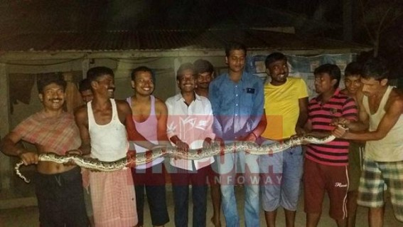 Locals discovered a 30 ft long python from Trishna forest area Locals discovered a 30 ft long python from Trishna forest area